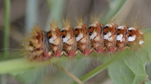 Réf. 216 156 : Acronicta rumicis